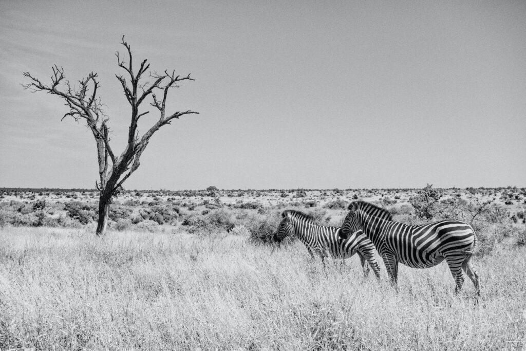 Two zebras captured in black and white film photography, standing gracefully in a field.