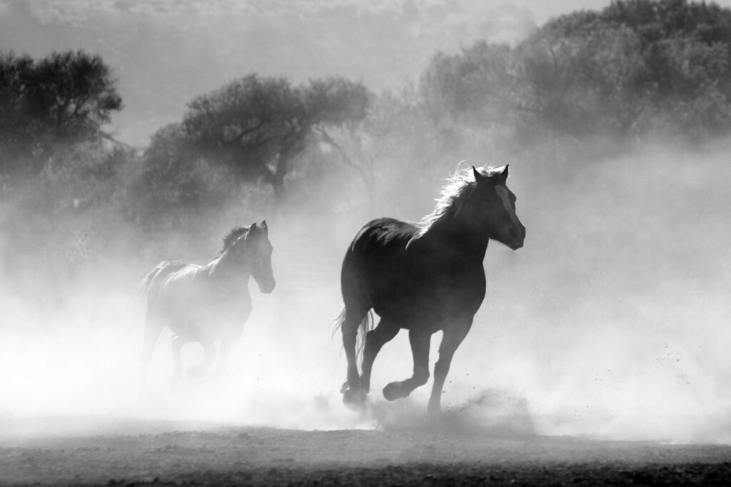 Two horses running through the dust in black and white.