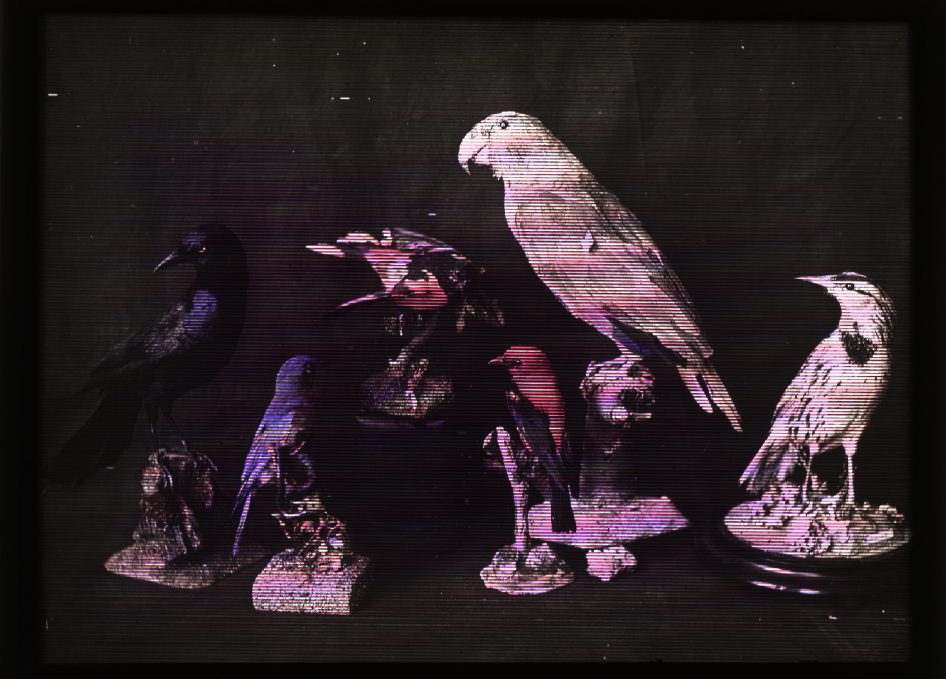 A black and white photograph of birds from when the camera was invented.