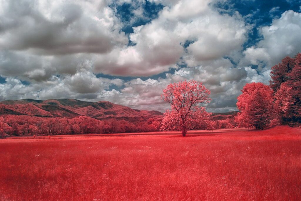 Infrared photography in the great smoky mountains using Kodak Aerochrome.