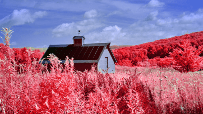 A Kodak Aerochrome infrared image of a red barn in a field.