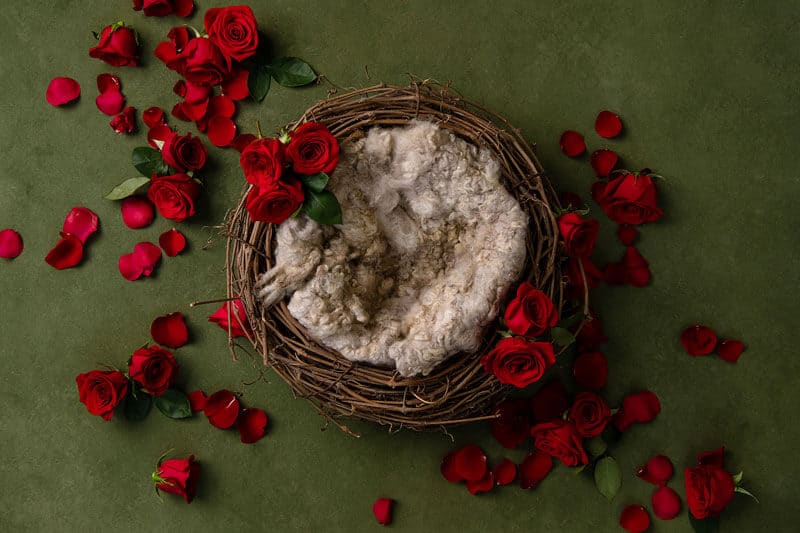 A nest filled with wool sits on a green background, surrounded by red roses and scattered rose petals, setting the perfect scene for enchanting newborn photography.