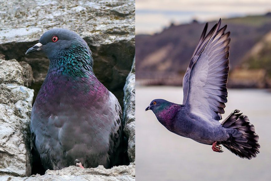 Two pictures of pigeons gracefully soaring through the air, showcasing their agility and gracefulness.