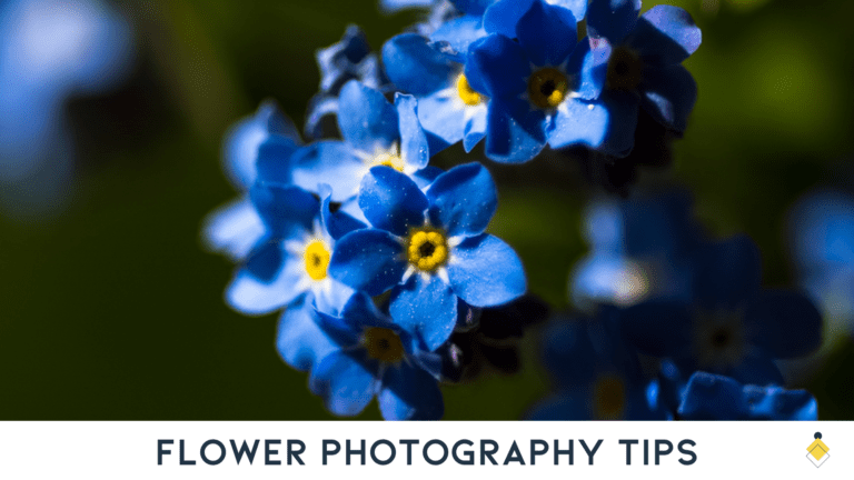 Capture stunning flower photographs with these helpful tips on Flower Photography.