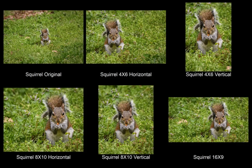 A series of pictures of squirrels in different positions, showcasing their playful antics.