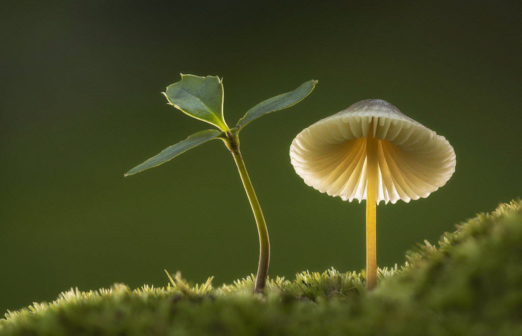 A mushroom is growing on top of a mossy area, perfect for mushroom photography.