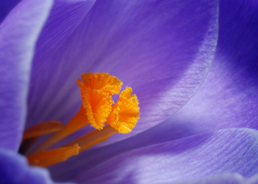 Close-up flower photography of a crocus, highlighting its vibrant orange stamens against purple petals.