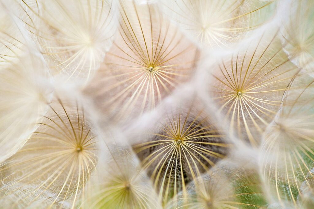 Close-up of a dandelion seed head in flower photography, highlighting the delicate structure of the seeds.