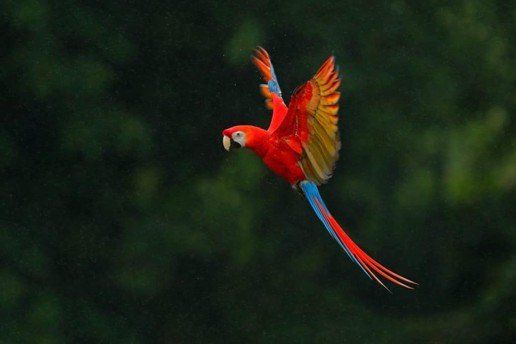 A scarlet macaw in flight, its vibrant red, yellow, and blue plumage creating a stunning contrast against the blurred green background—an exquisite portrait of nature's brilliance.